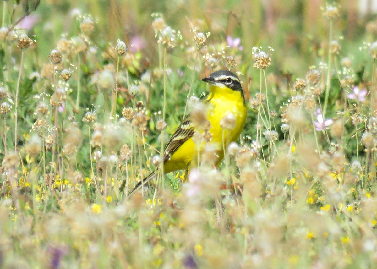 Western Yellow Wagtail (dombrowskii-type intergrade) - ML322438261