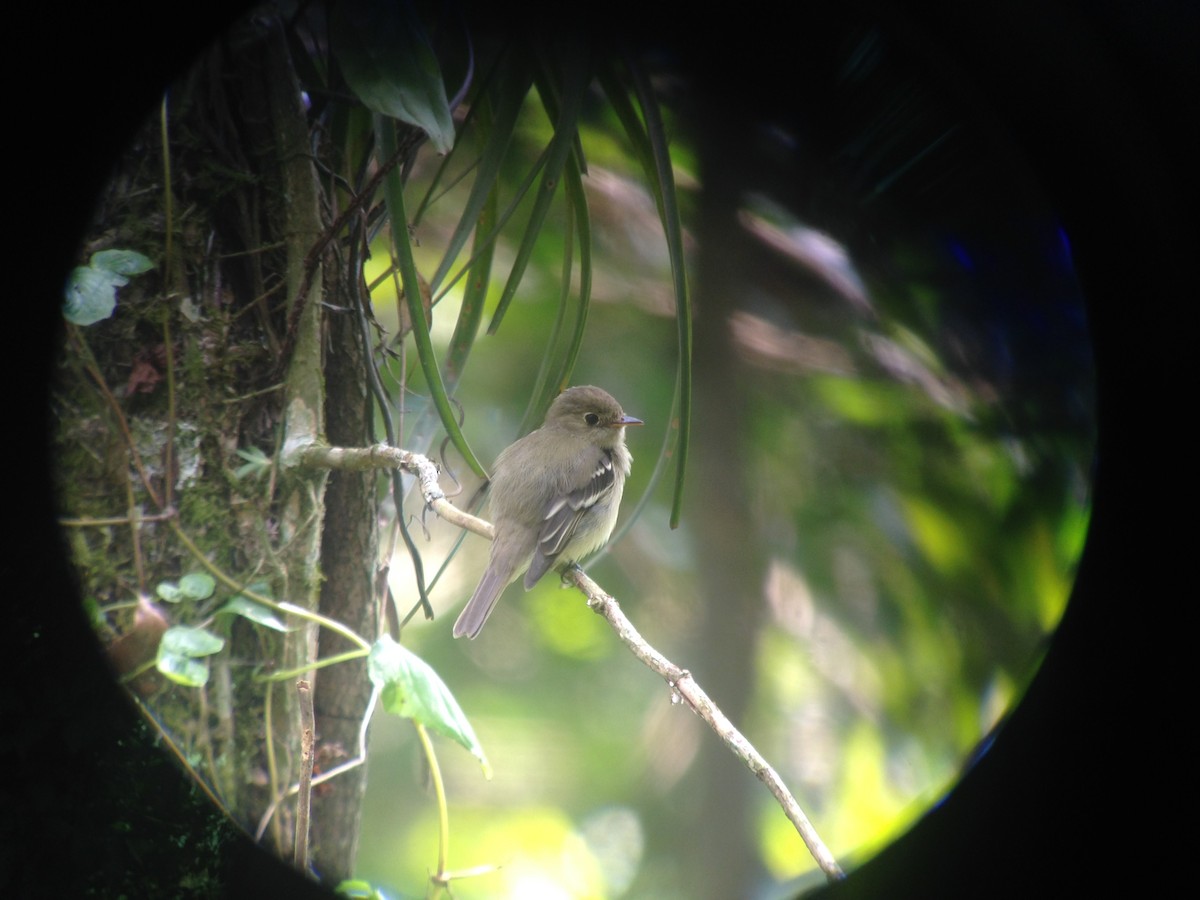 Acadian Flycatcher - John Kvarnback