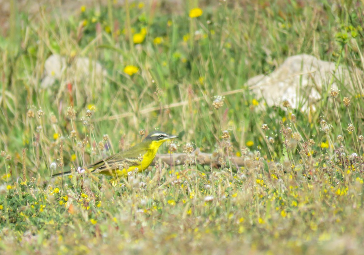 Western Yellow Wagtail (dombrowskii-type intergrade) - ML322438491