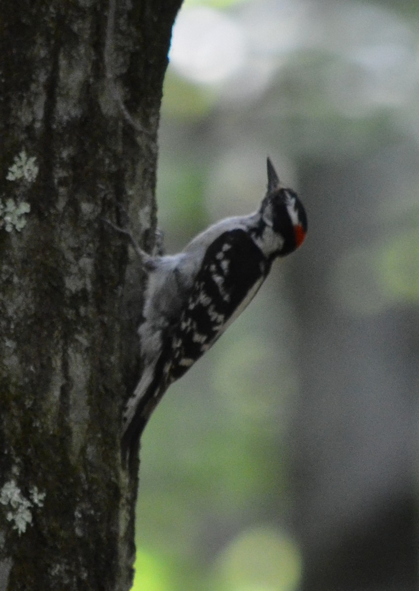 Hairy Woodpecker - ML322439091