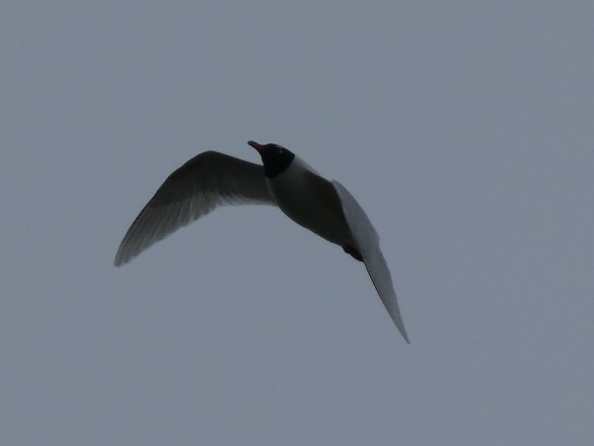 Mouette mélanocéphale - ML322440341