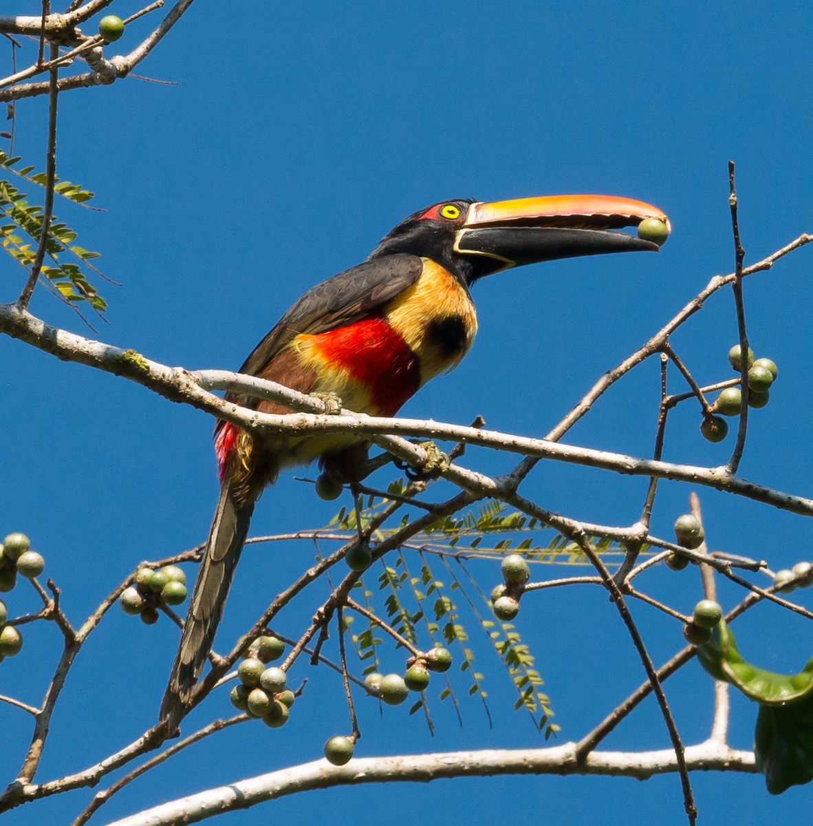 Fiery-billed Aracari - Simon van der Meulen