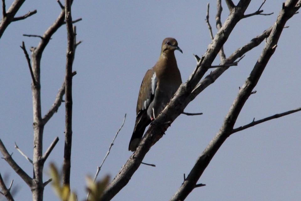 White-winged Dove - ML322441671