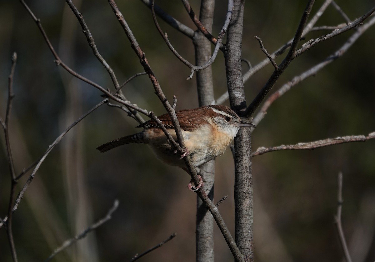 Carolina Wren - ML322442321