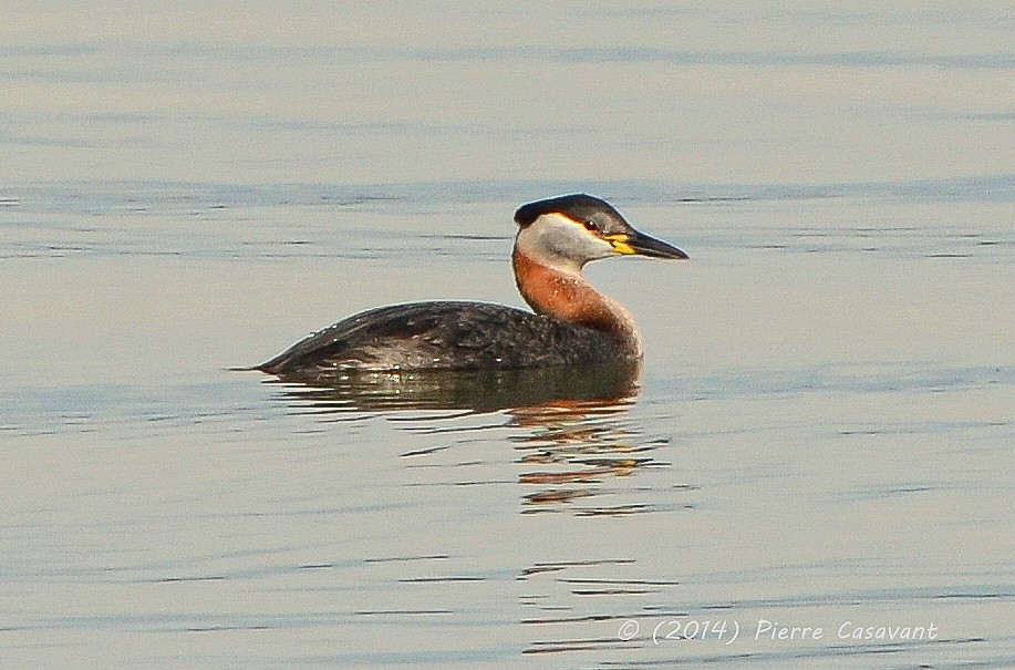Red-necked Grebe - ML322442351