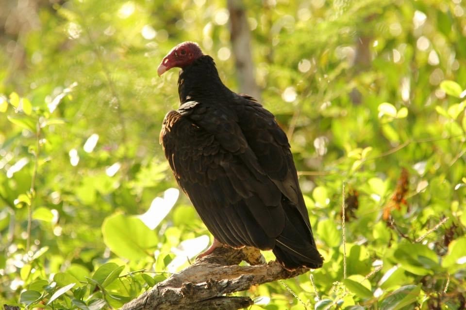Turkey Vulture - Nancy Oborne