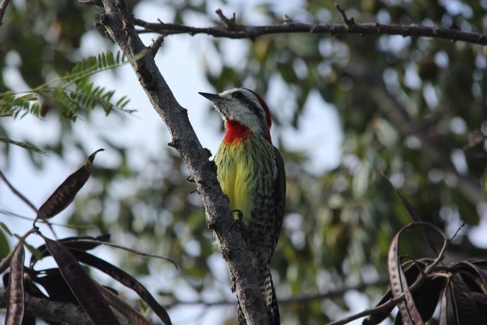 Cuban Green Woodpecker - Nancy Oborne