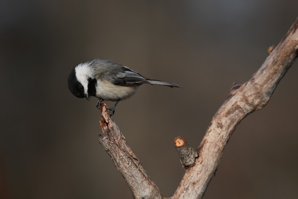 Black-capped Chickadee - ML322442441