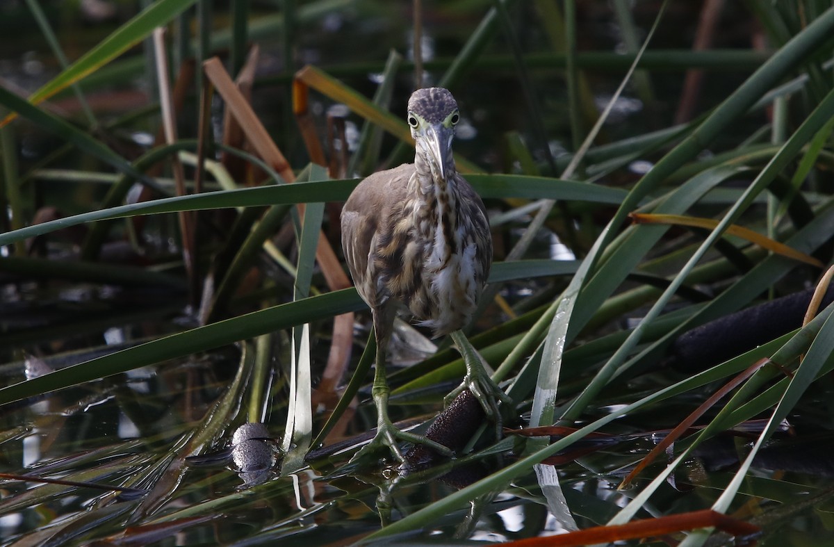 Indian Pond-Heron - ML322442631