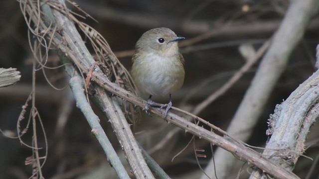 Slaty-blue Flycatcher - ML322442891