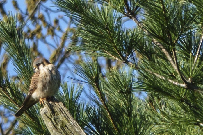 American Kestrel - ML322443191