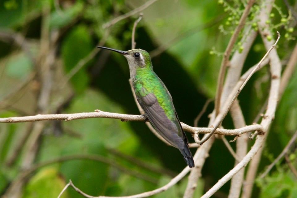 kolibřík kubánský - ML322443421