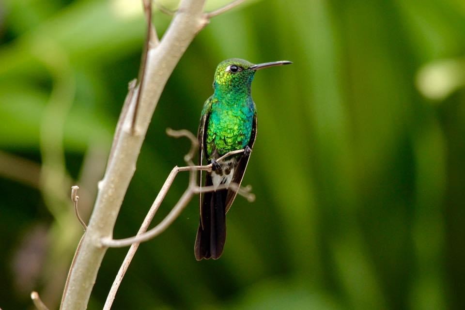 kolibřík kubánský - ML322443431