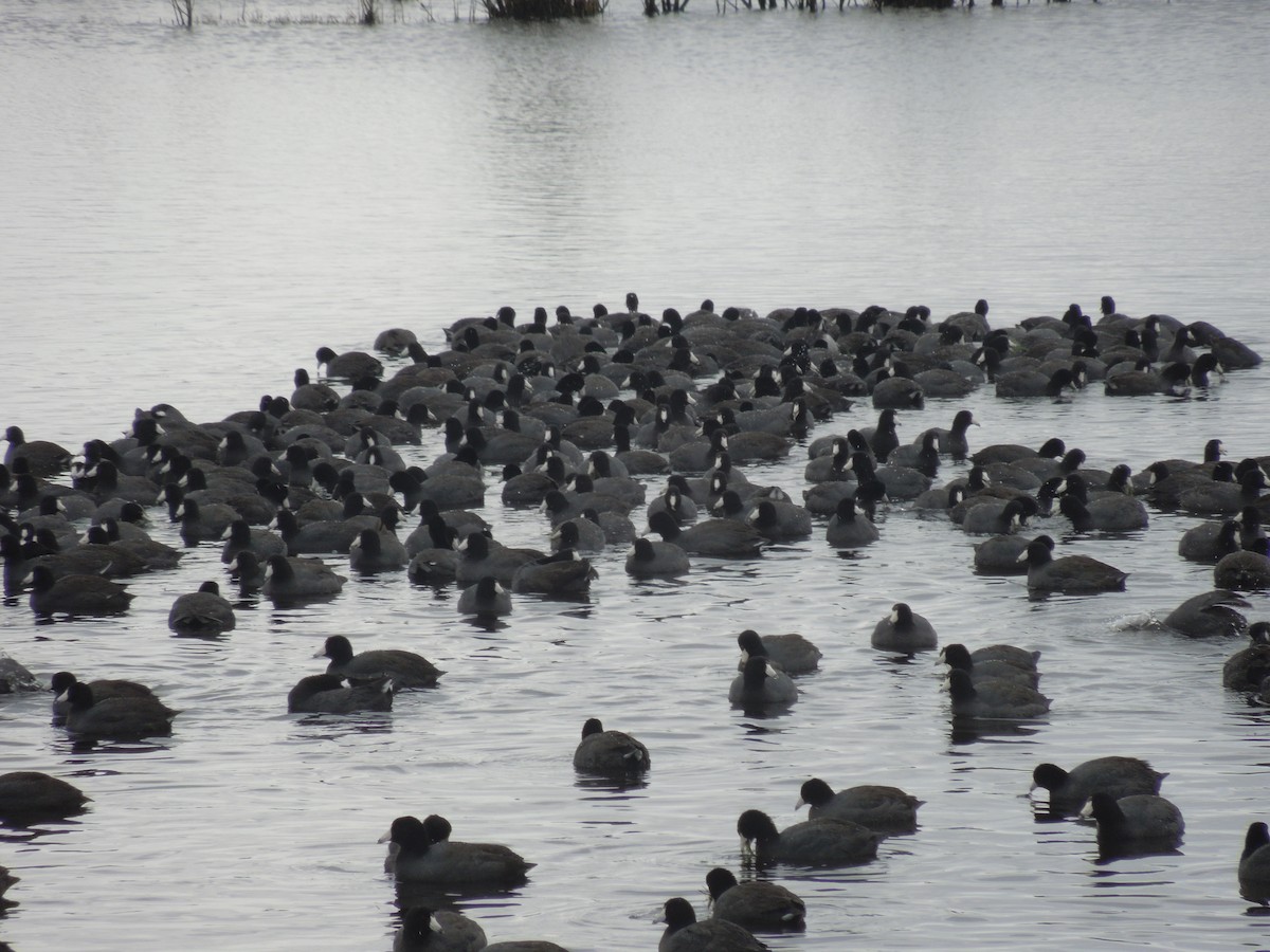 American Coot - ML322444411