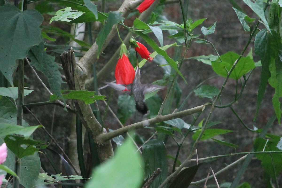 White-bearded Hermit - Suzanne Vargas