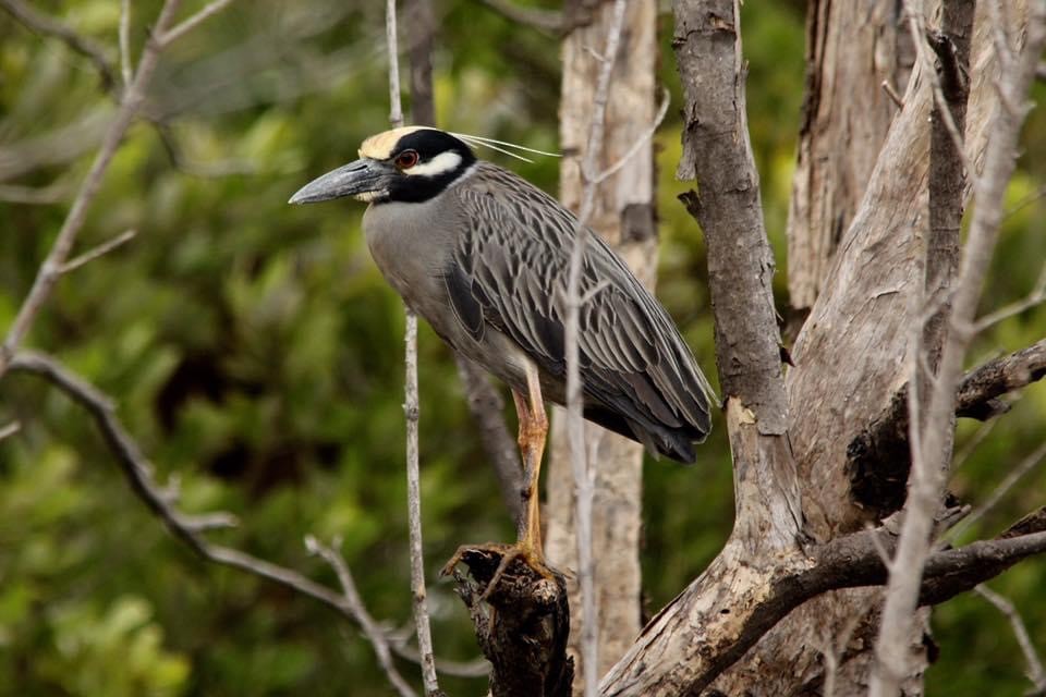 Yellow-crowned Night Heron - ML322446431