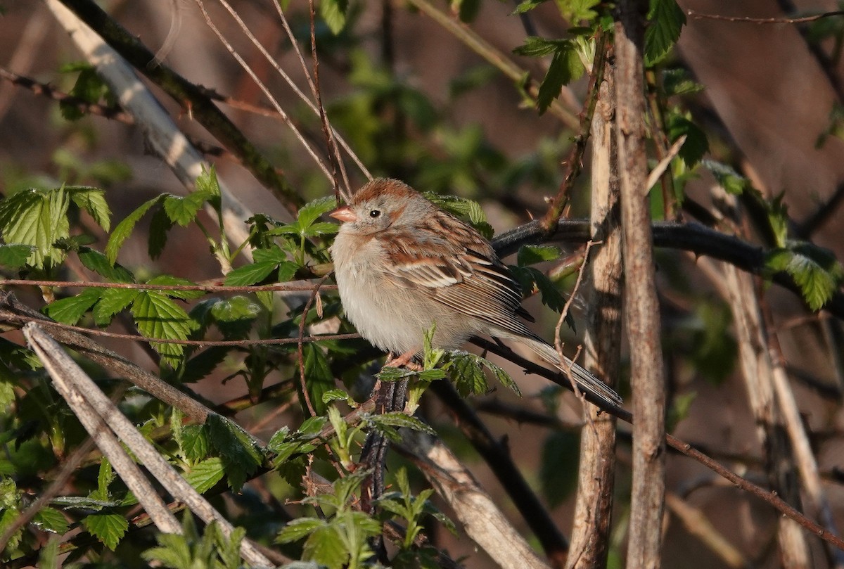 Field Sparrow - ML322446591