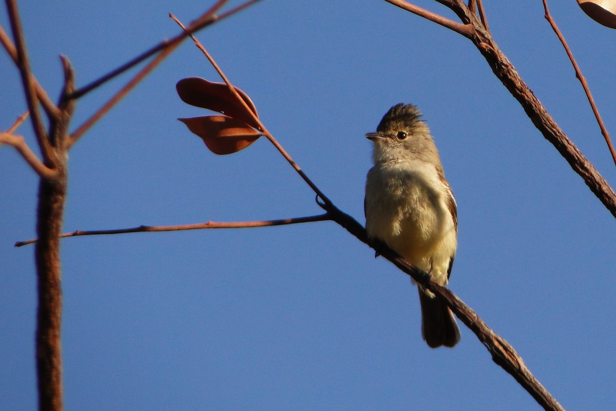 Southern Scrub-Flycatcher - ML32244951