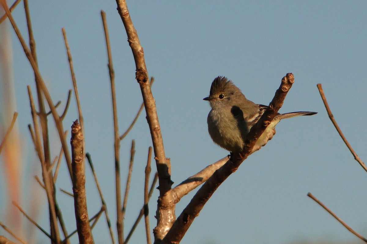 Southern Scrub-Flycatcher - Carlos Otávio Gussoni