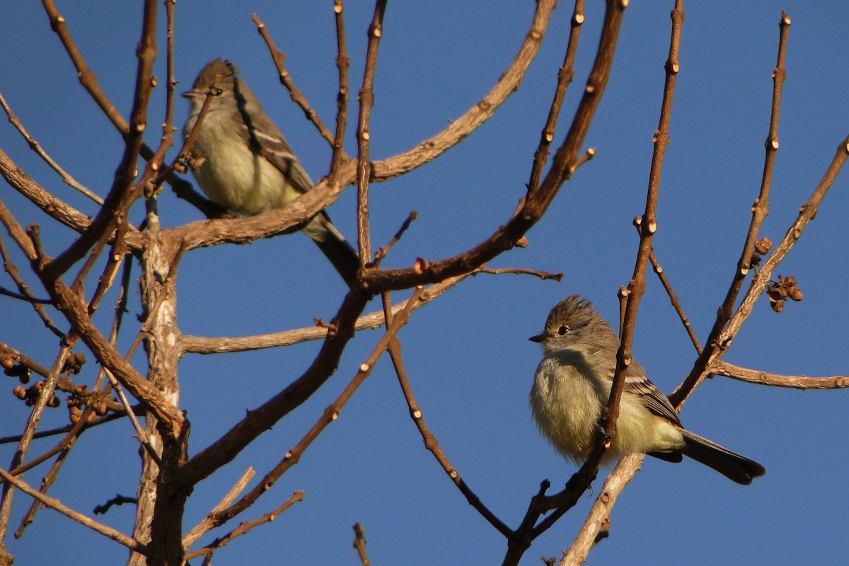 Southern Scrub-Flycatcher - ML32244971