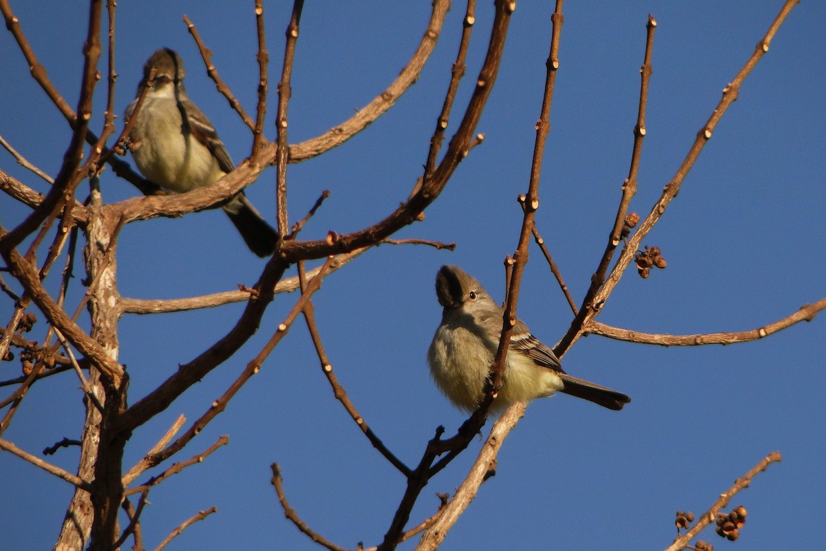 Southern Scrub-Flycatcher - ML32244981