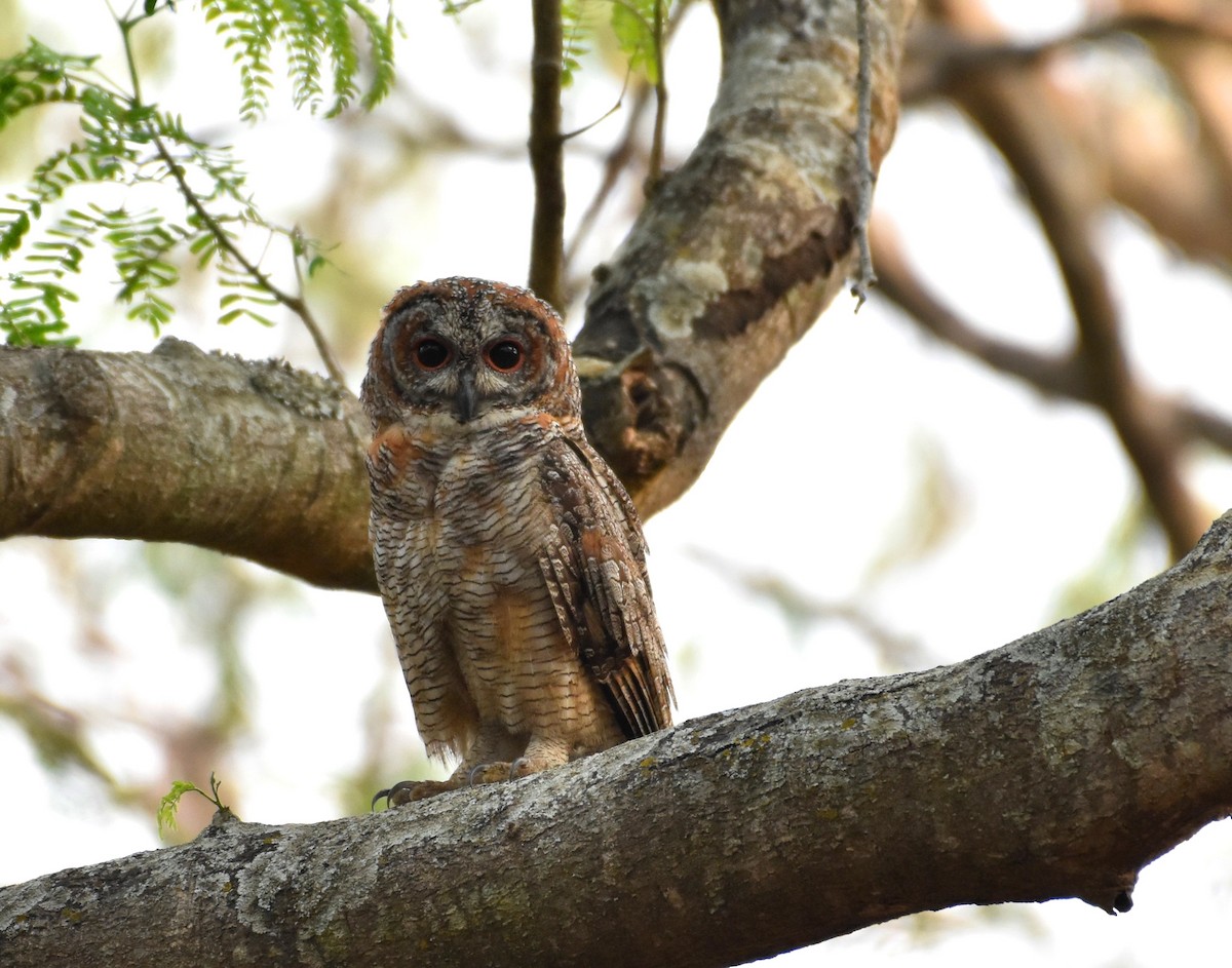 Mottled Wood-Owl - ML322450071