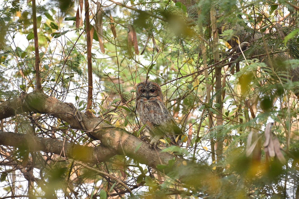 Mottled Wood-Owl - ML322450301