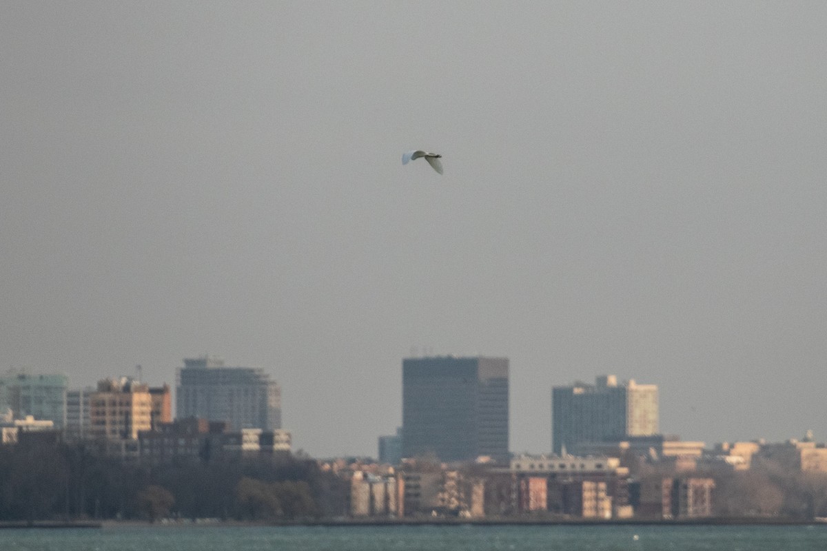 Great Egret - ML322452391