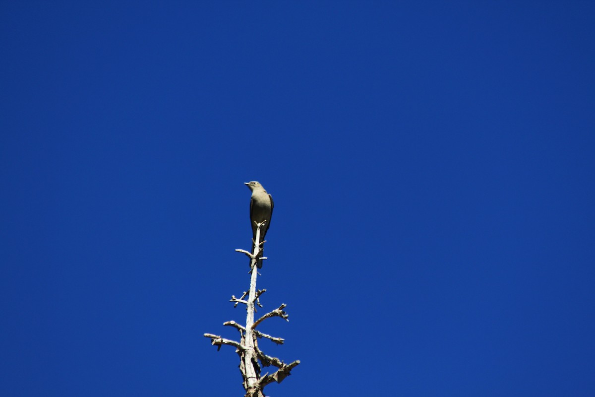 Clark's Nutcracker - ML322453501