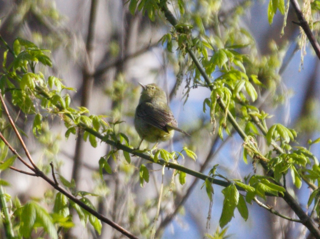 Orange-crowned Warbler - ML322453811