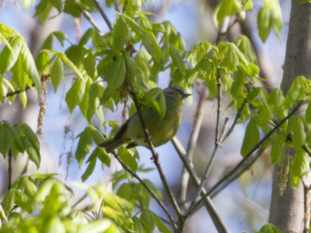 Orange-crowned Warbler - ML322453821