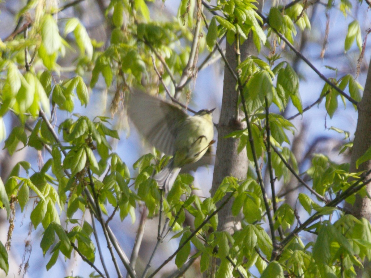 Orange-crowned Warbler - ML322453831