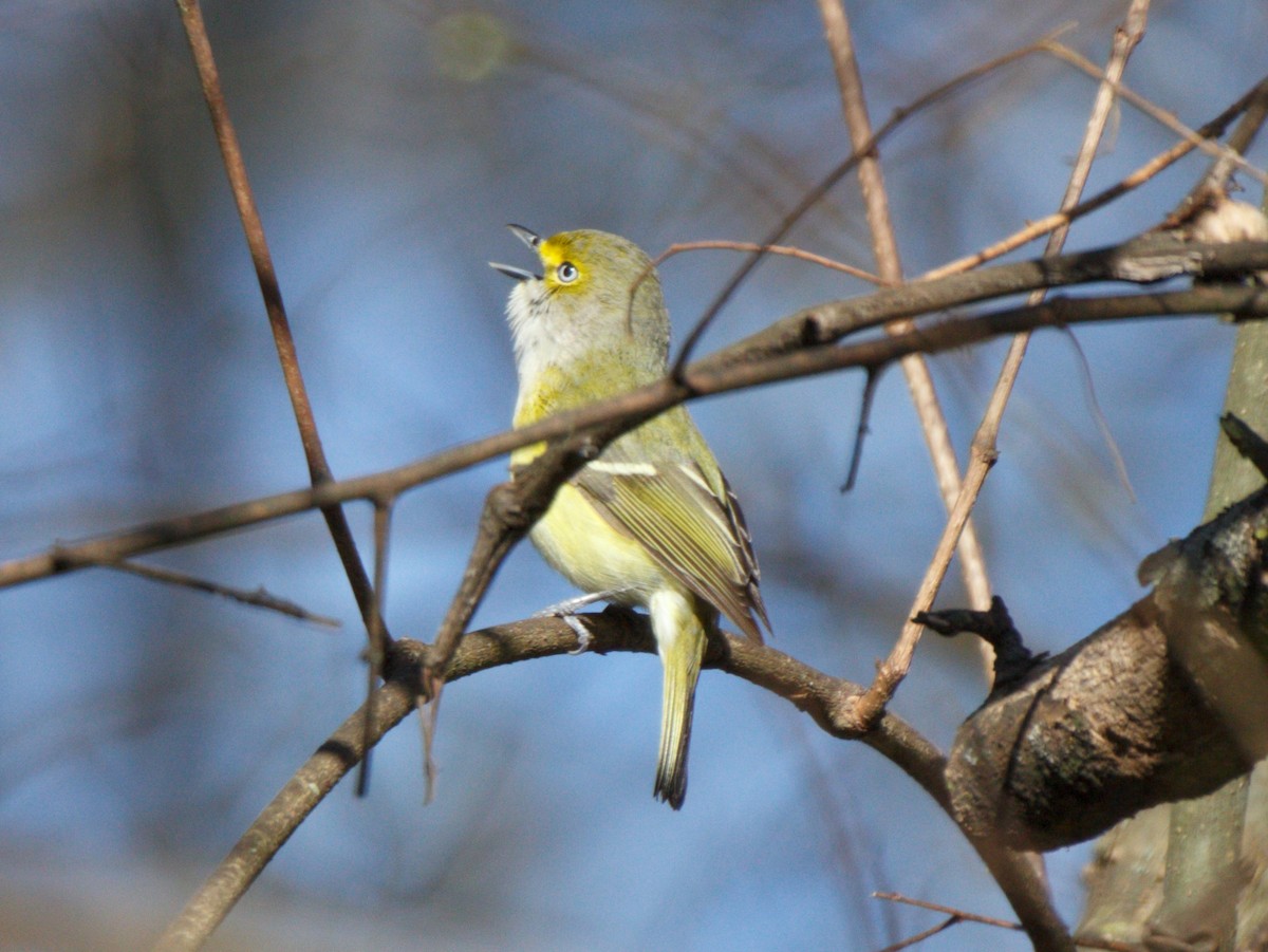 Ak Gözlü Vireo - ML322453921