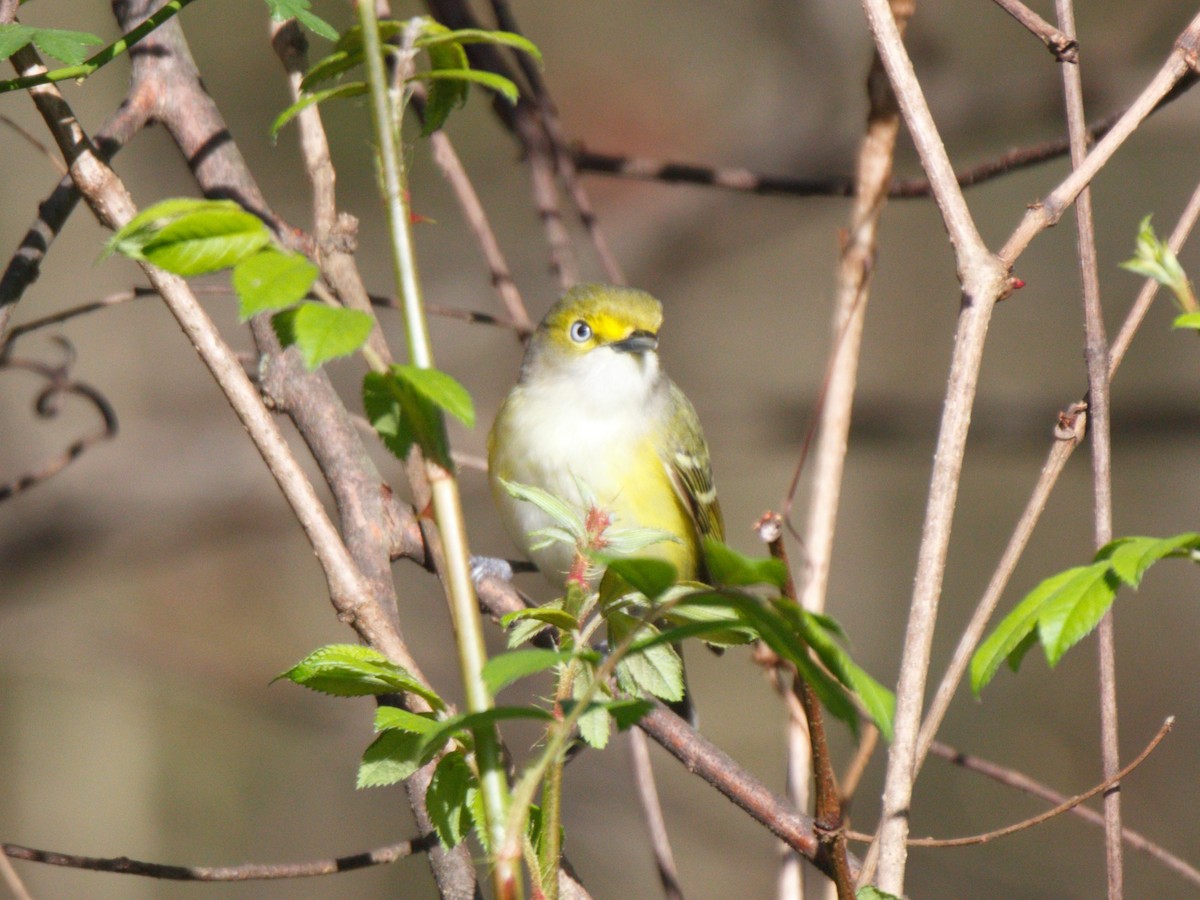 Ak Gözlü Vireo - ML322453931