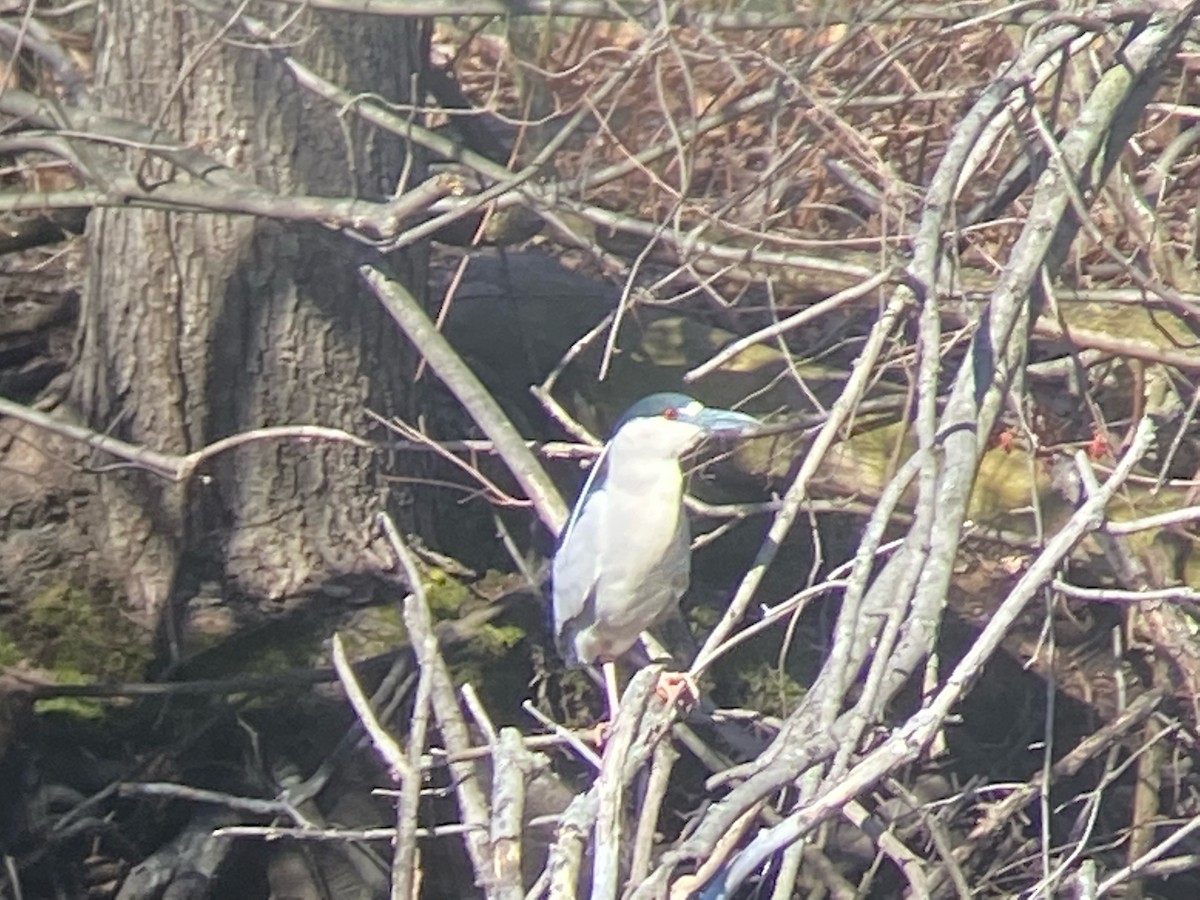 Black-crowned Night Heron - ML322453971