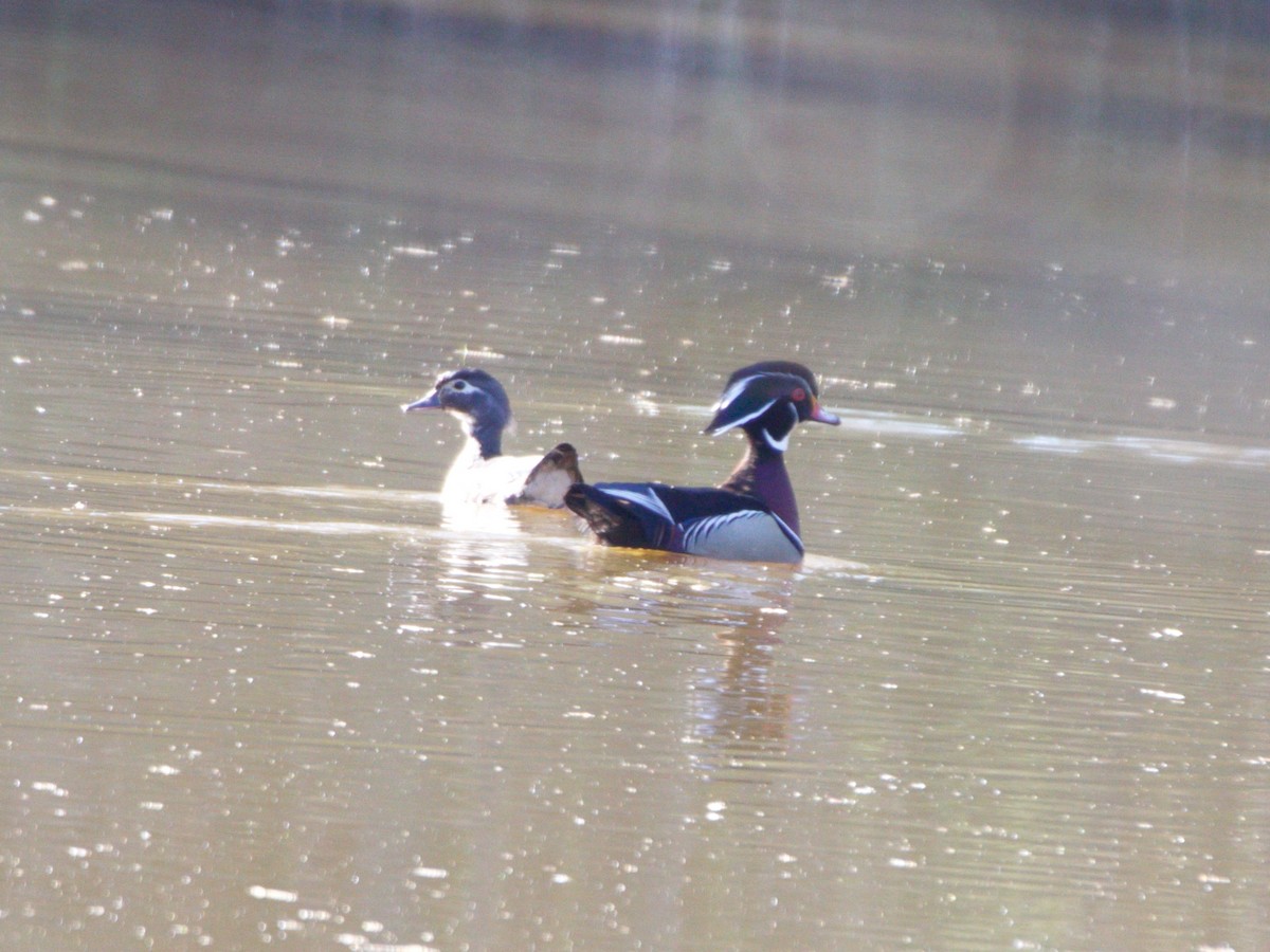 Wood Duck - ML322453991