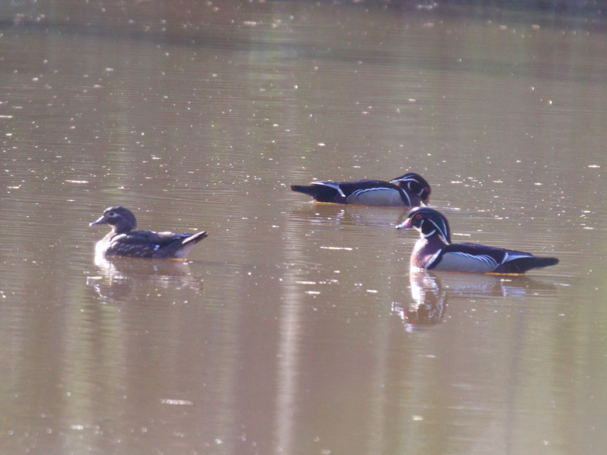 Wood Duck - ML322454001