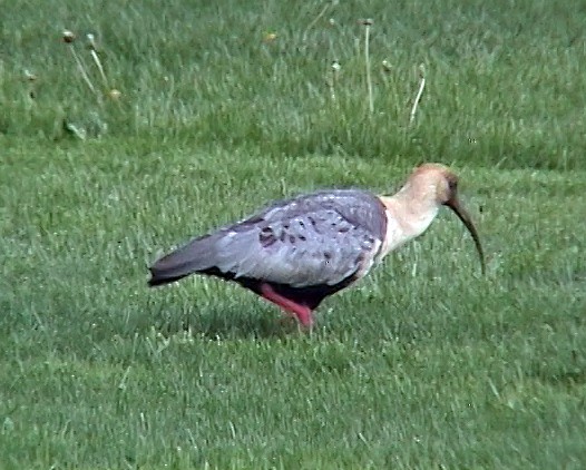 Black-faced Ibis - ML322455761