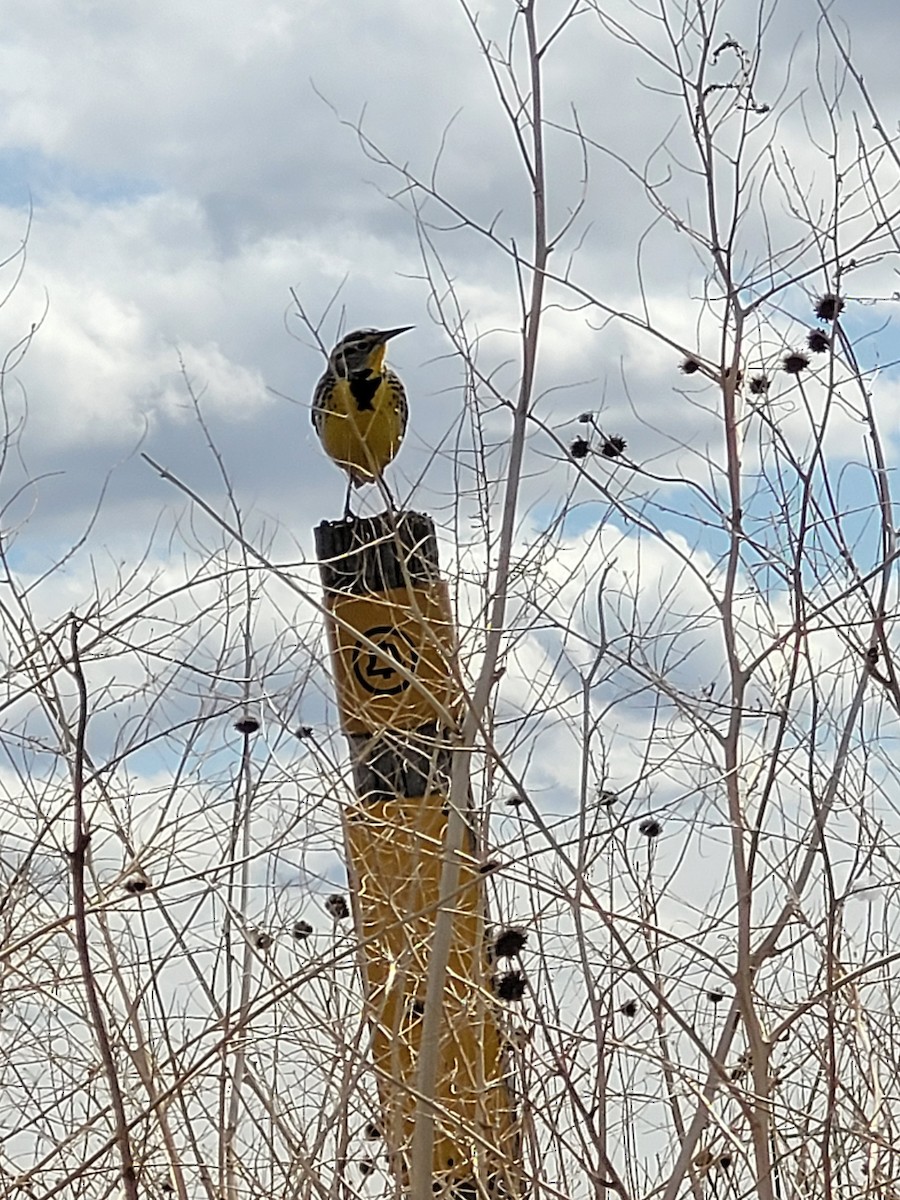 Western Meadowlark - ML322457071