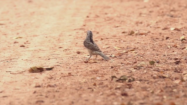 Eurasian Wryneck - ML322457751