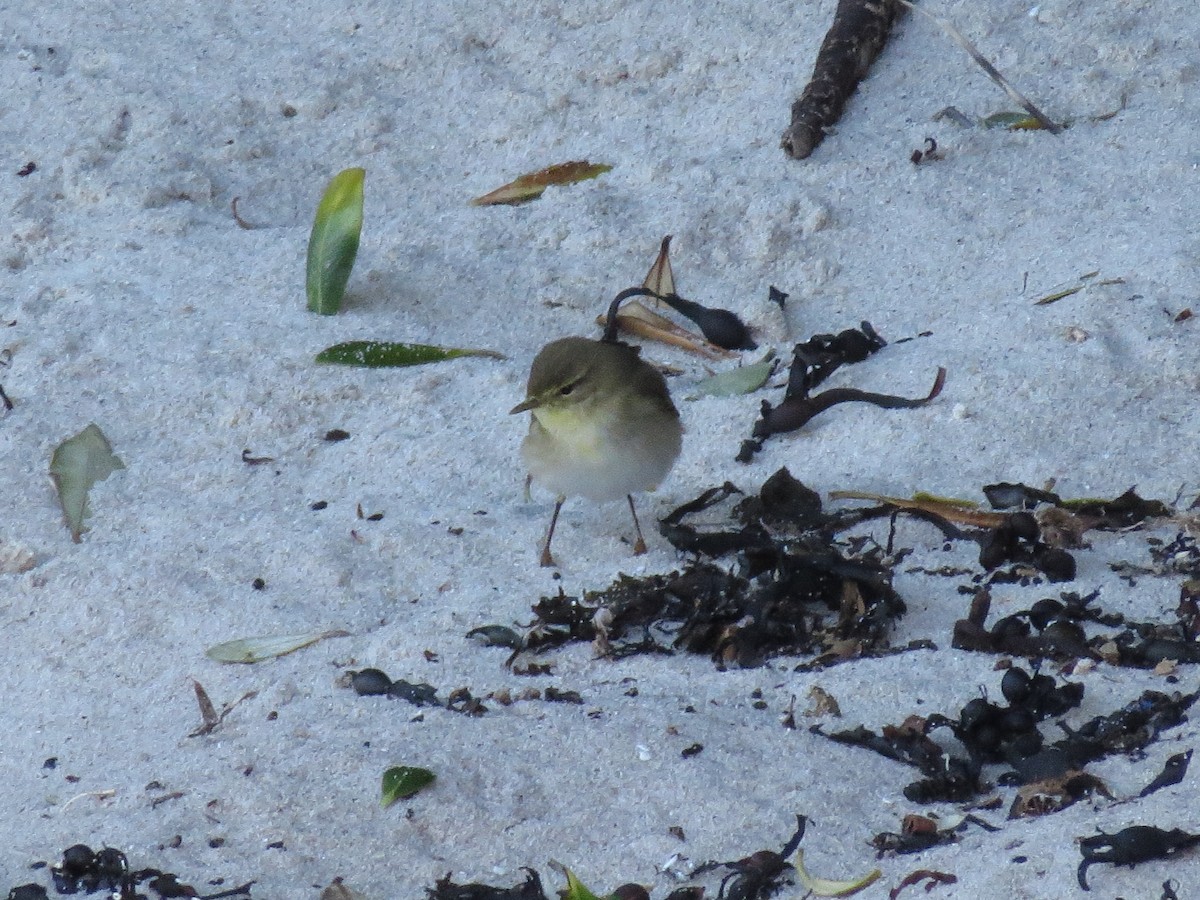 Common Chiffchaff - ML322457761