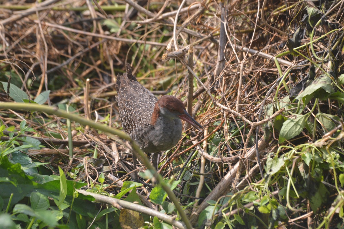 Slaty-breasted Rail - amrit raha