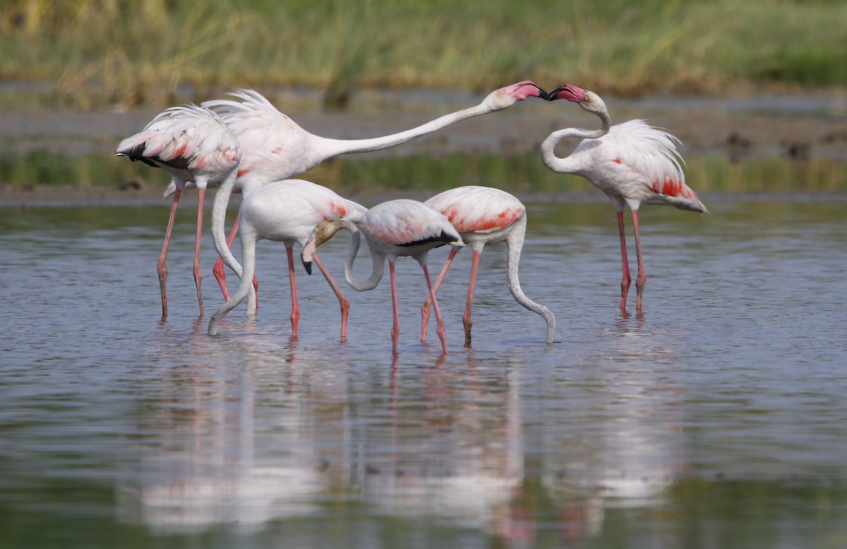 Greater Flamingo - Bhaarat Vyas