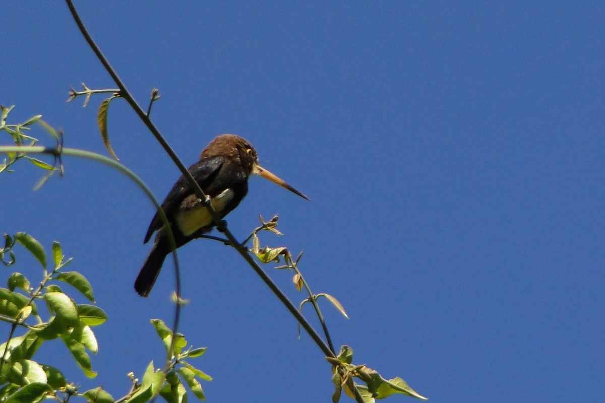 Brown Jacamar - ML32245991