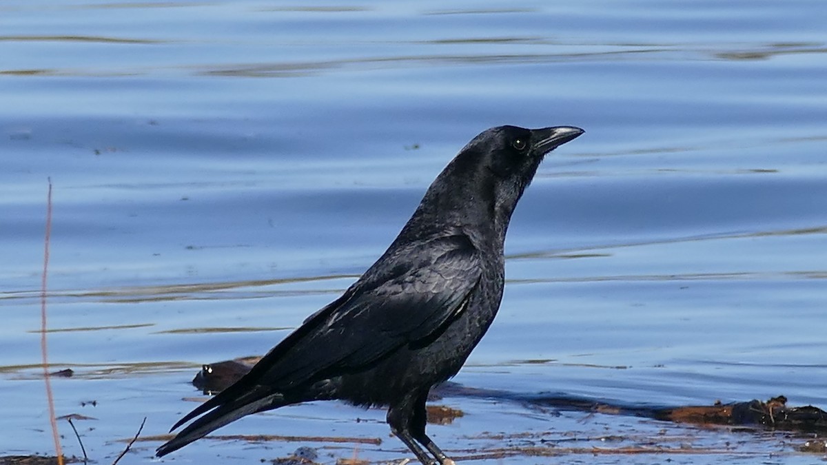 American Crow - ML322462351