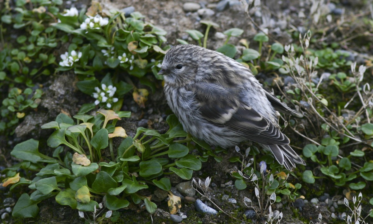 Hoary Redpoll - ML32246261