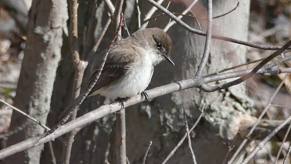 Eastern Phoebe - ML322463861