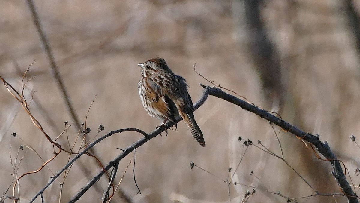 Song Sparrow - ML322463921