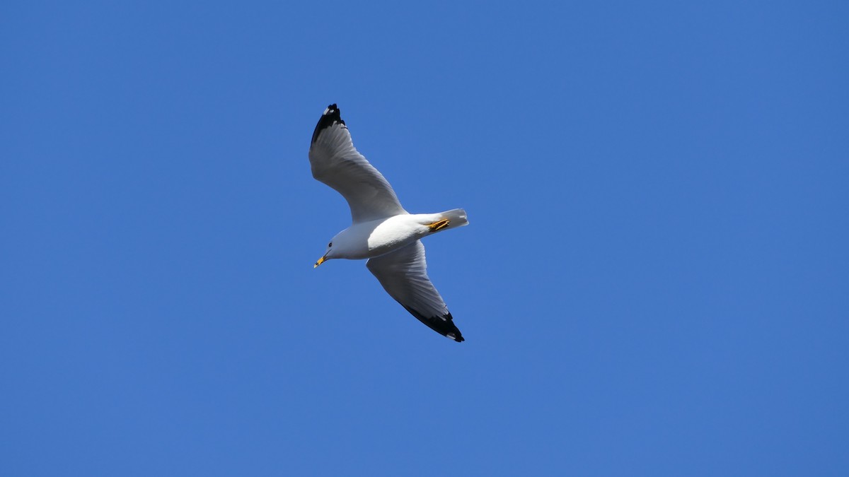 Ring-billed Gull - ML322464161