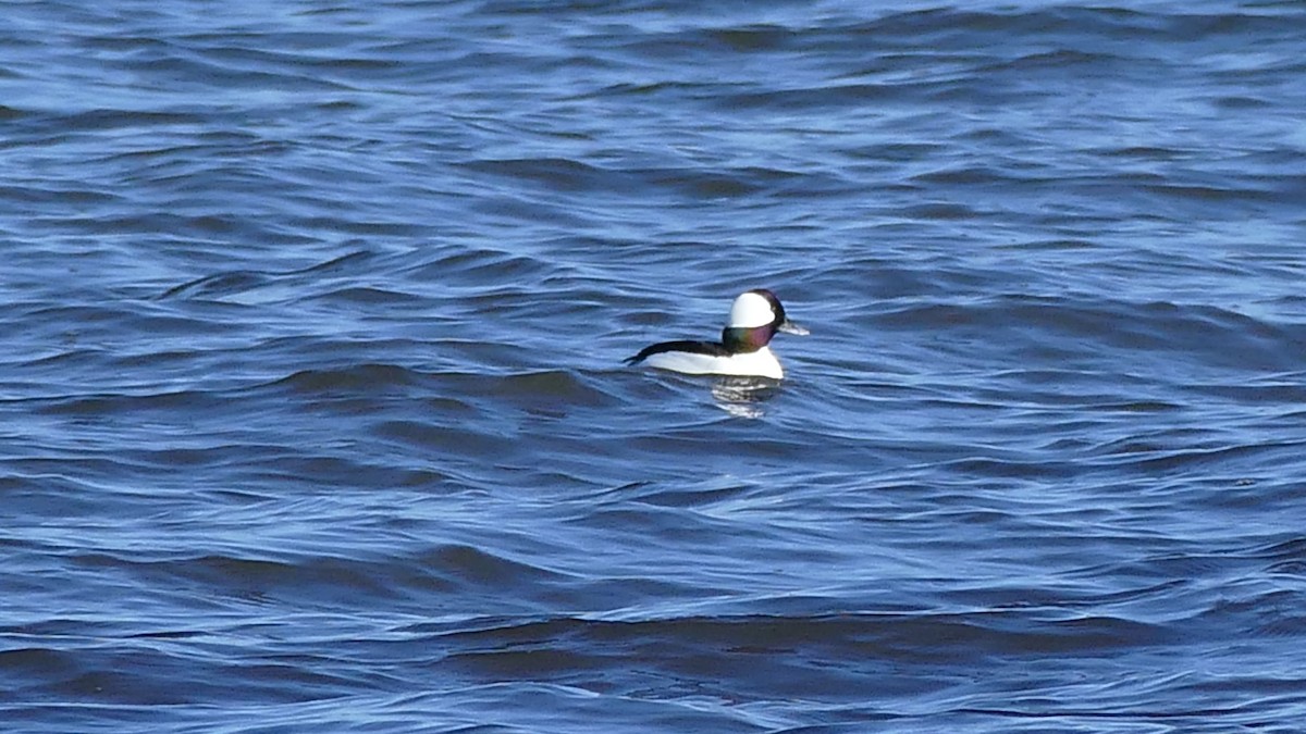 Bufflehead - ML322464281